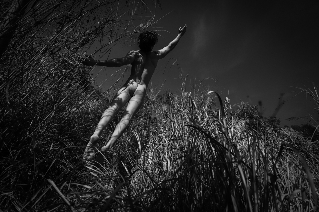 Wild life
