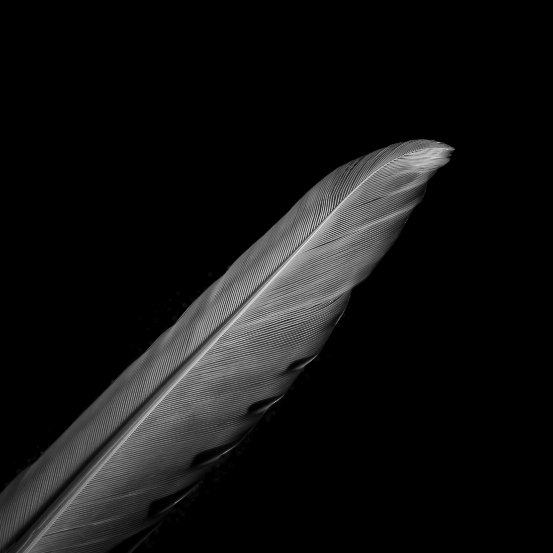 Blade