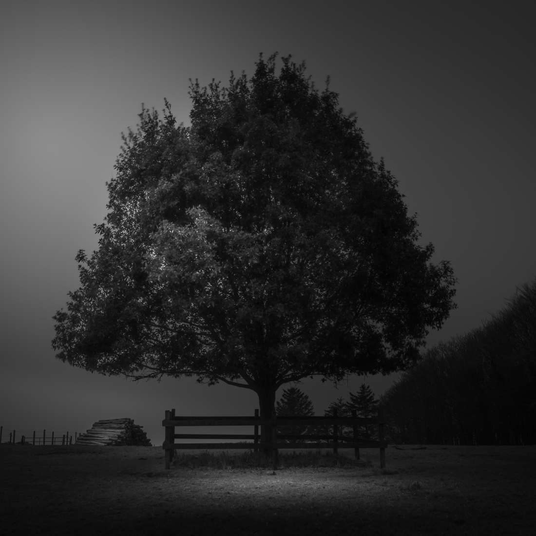 Millennium Tree