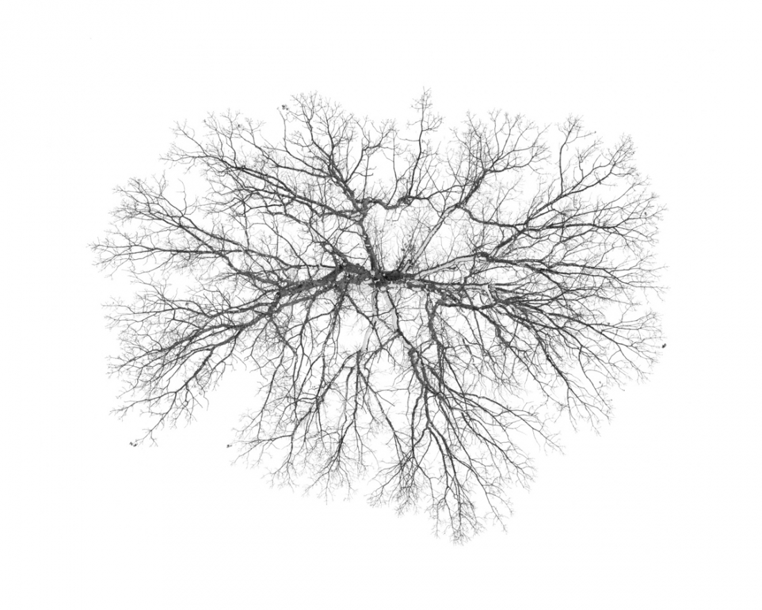 Trees From Above
