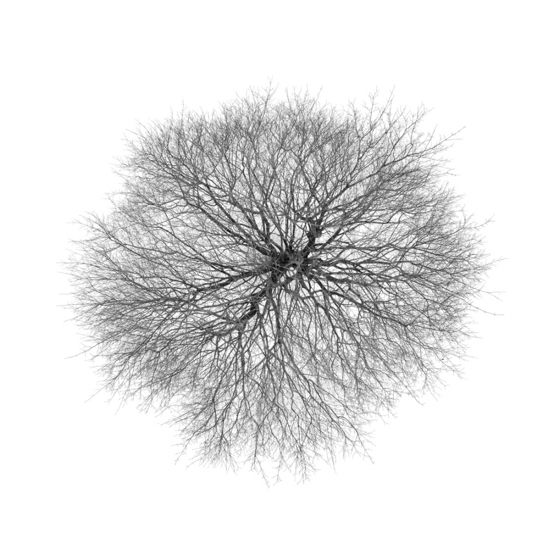 Trees From Above