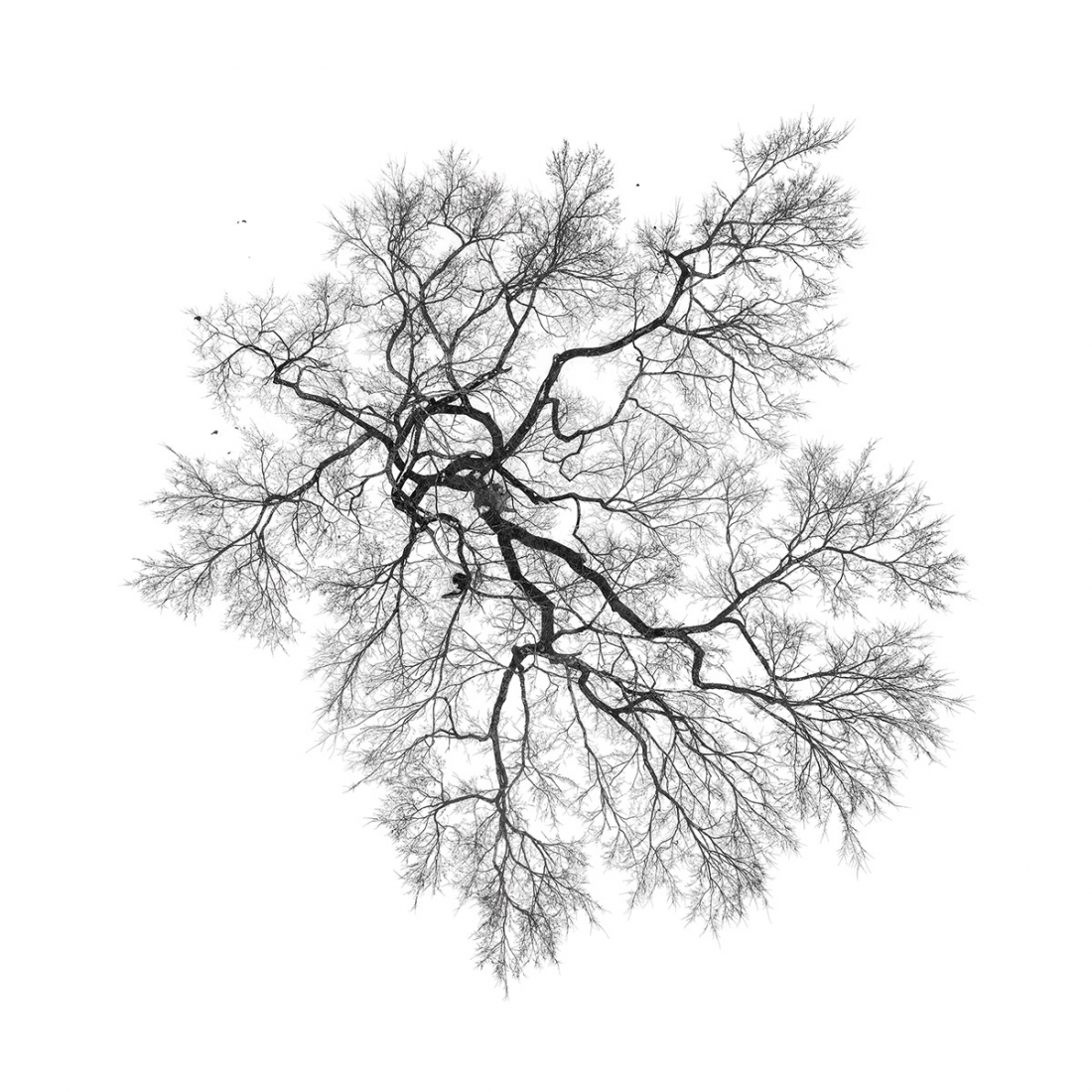 Trees From Above