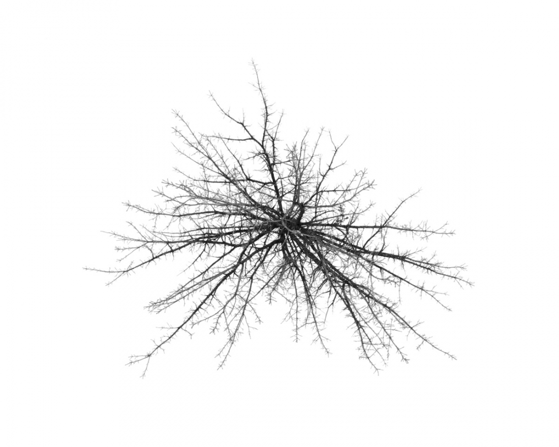 Trees From Above