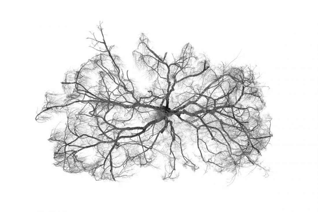 Trees From Above
