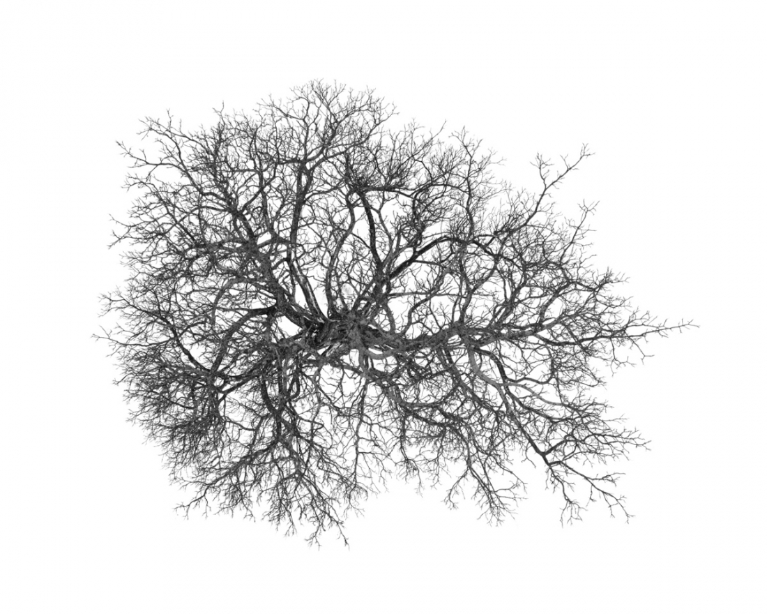 Trees From Above