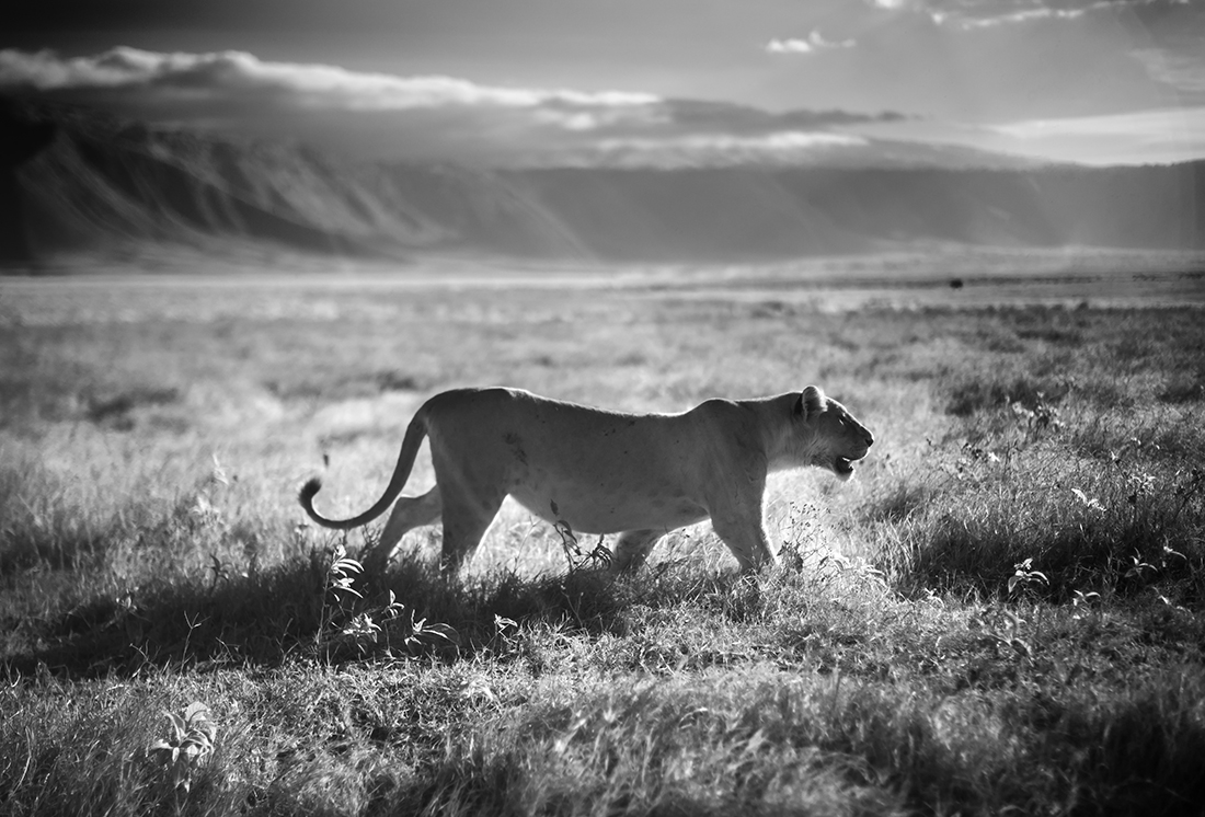 Infrared Serengeti-Ngorongoro Wildlife