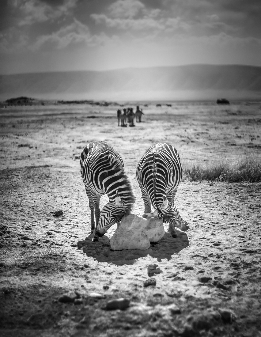 Infrared Serengeti-Ngorongoro Wildlife
