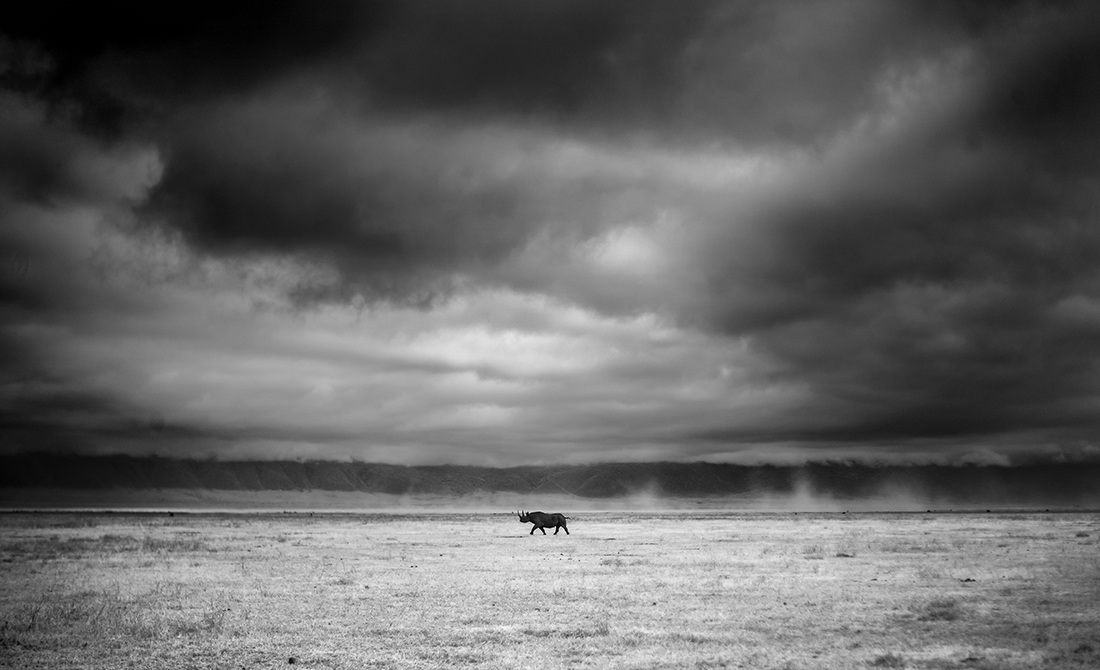 Infrared Serengeti-Ngorongoro Wildlife