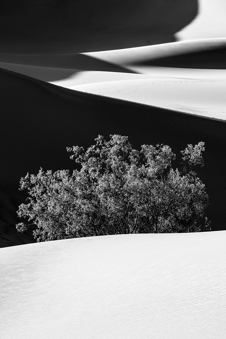 Mesquite Flat Shadows