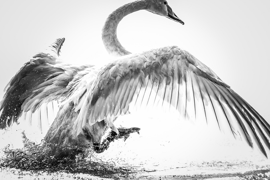 My Swan