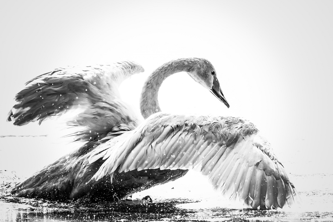 My Swan