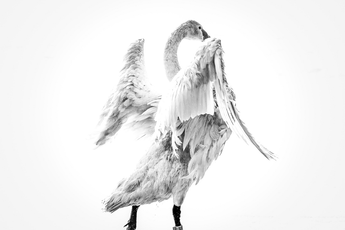 My Swan