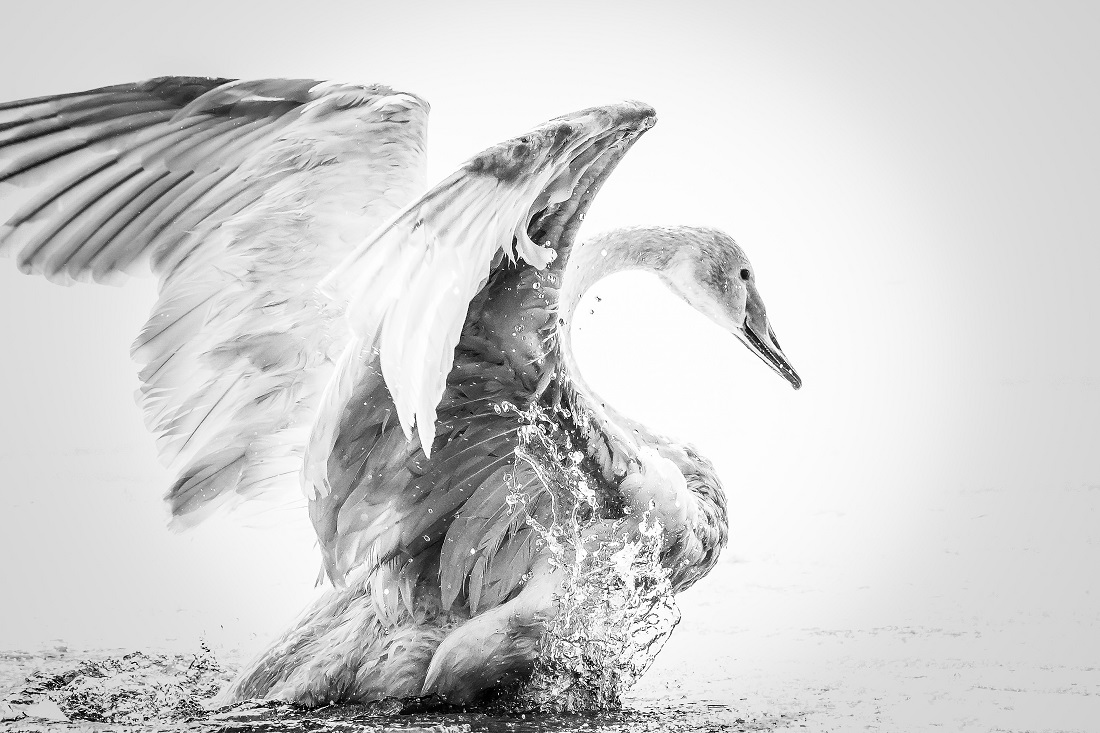 My Swan