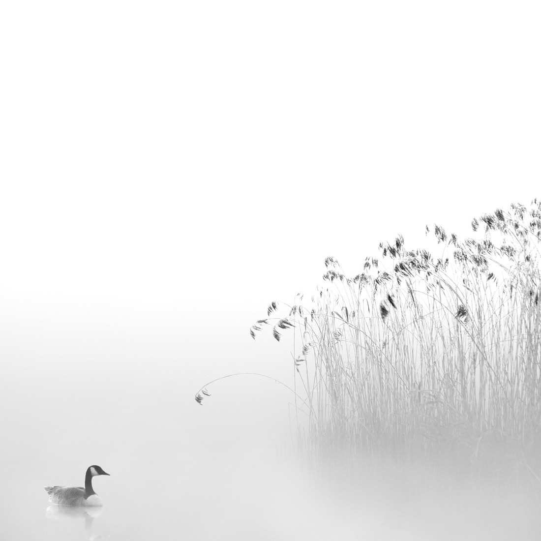 The Lone Swimmer