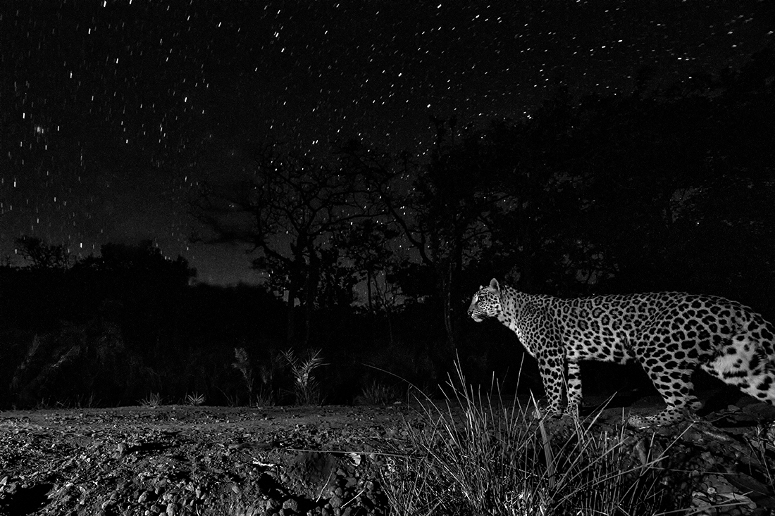 The prowl on a starry night 