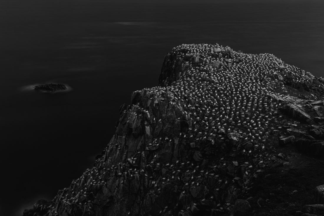 Colony of Gannets