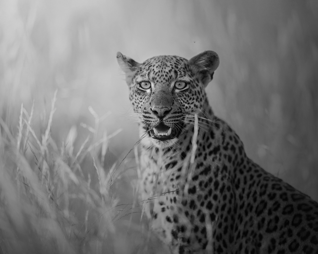  Leopard at Kruger Park