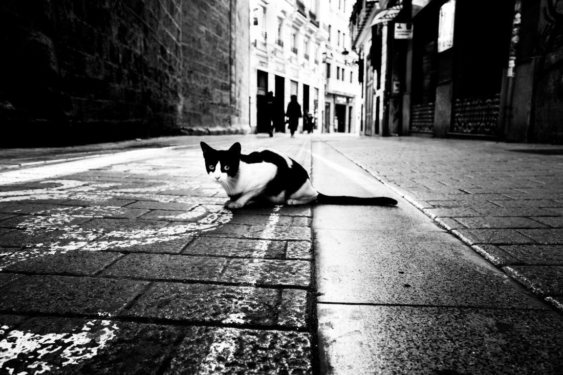 Distrito 01