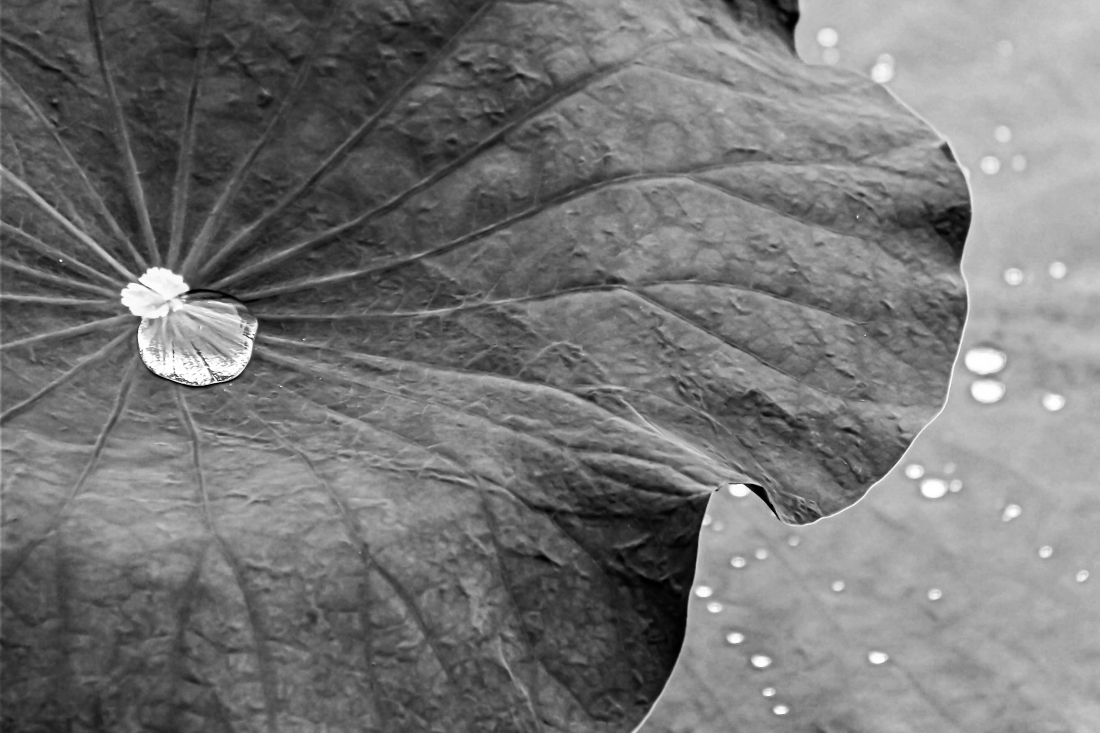 “Passage of time – leaves textures” series