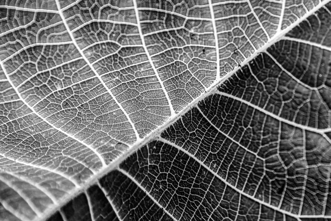“Passage of time – leaves textures” series