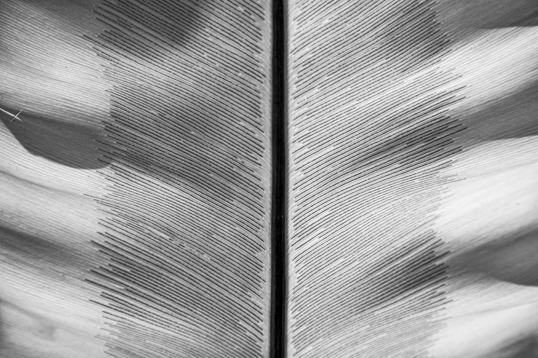 “Passage of time – leaves textures” series