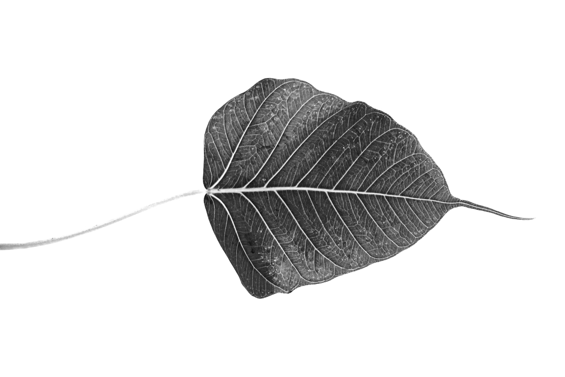 “Passage of time – leaves textures” series