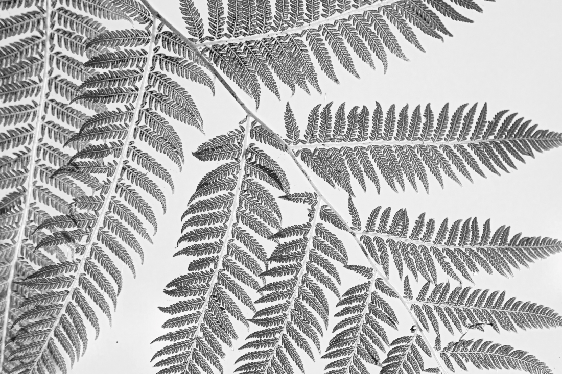 “Passage of time – leaves textures” series