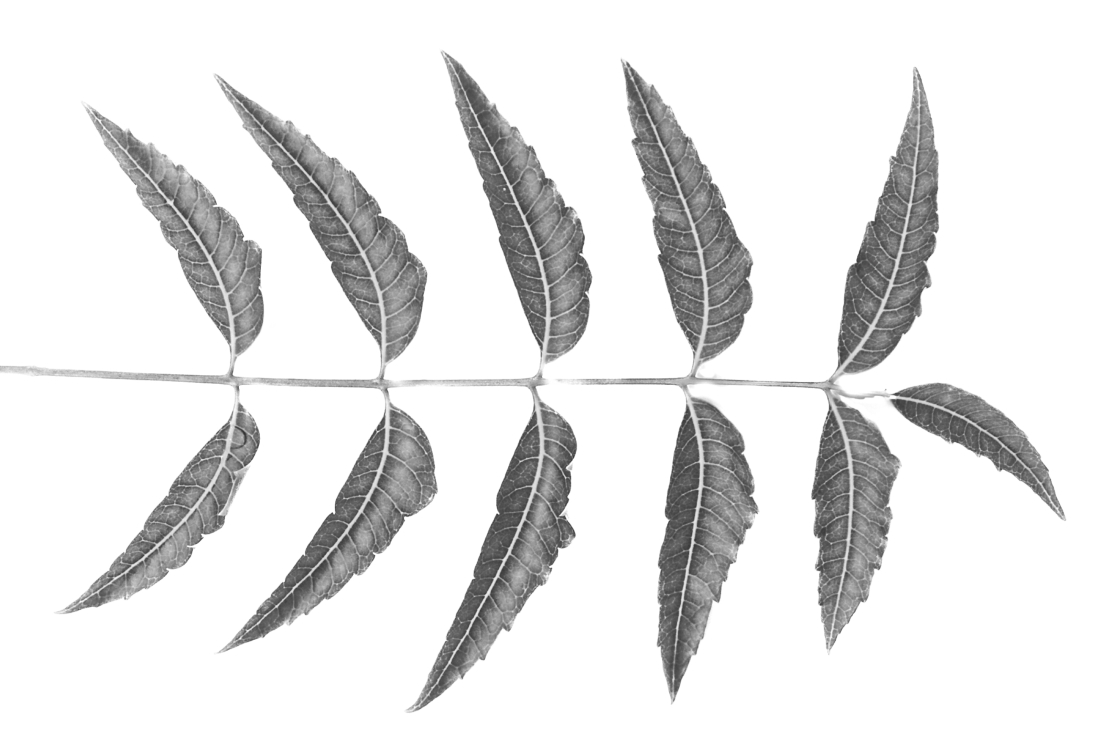 “Passage of time – leaves textures” series