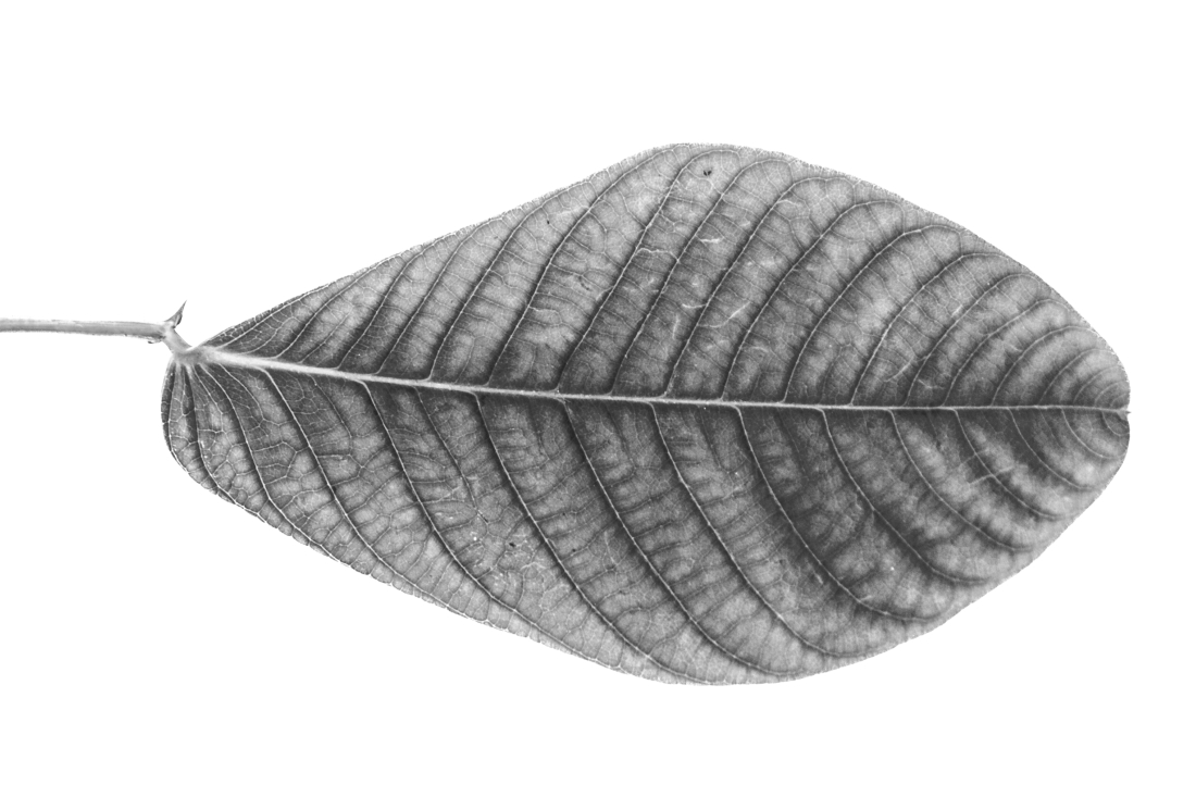 “Passage of time – leaves textures” series