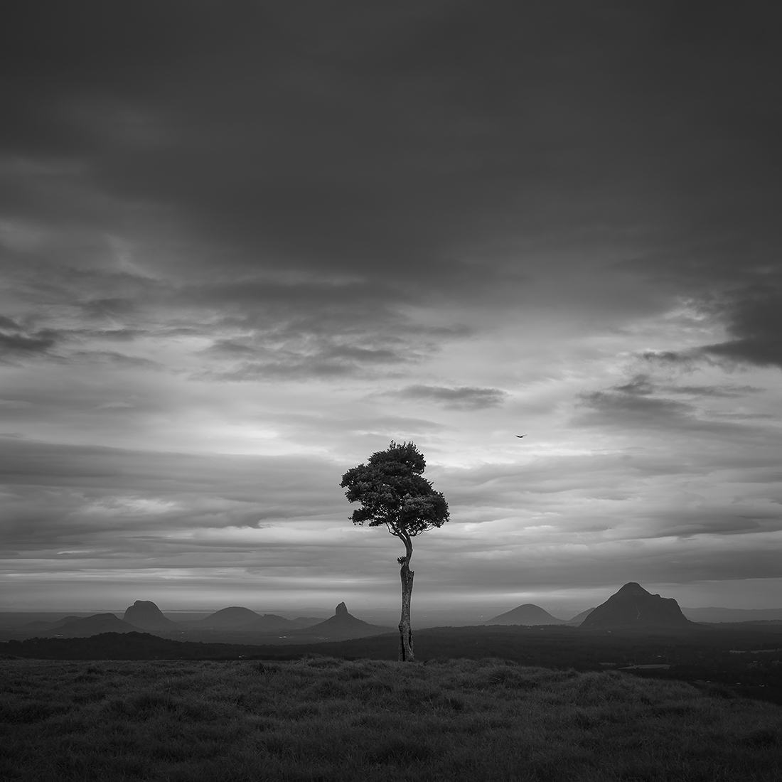 One Tree Hill