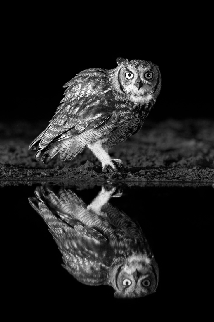 Two Hoots