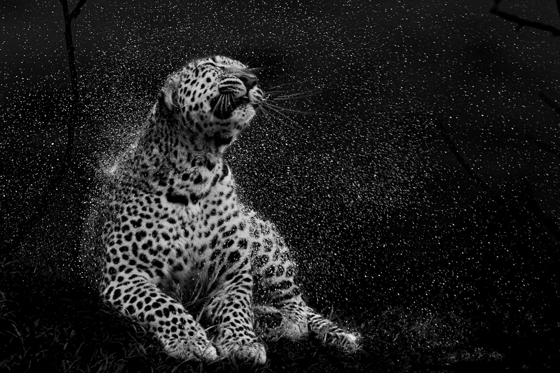 Drying Off