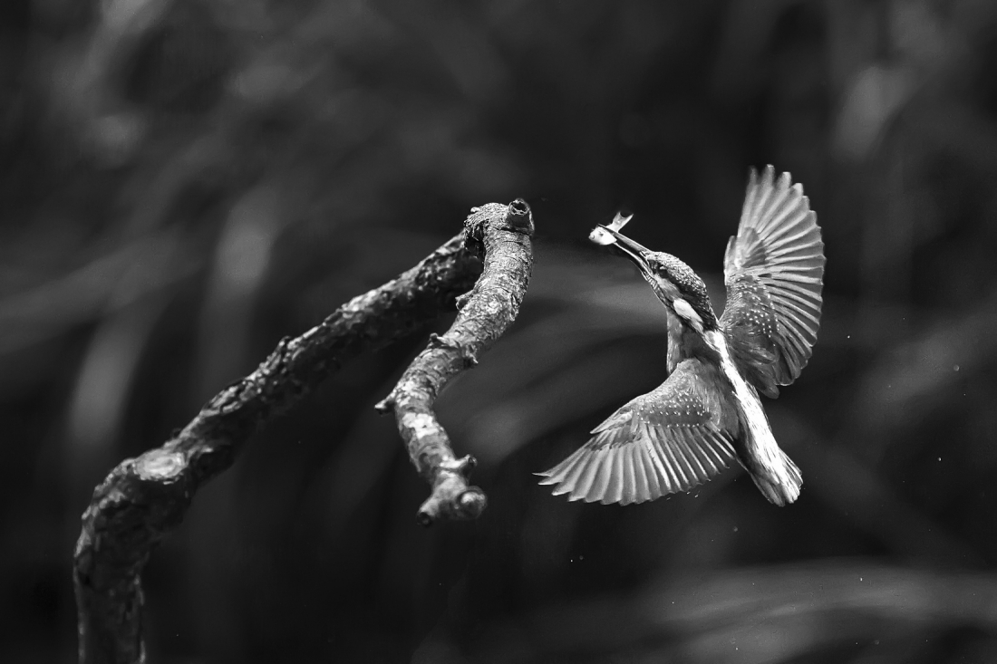 Predation