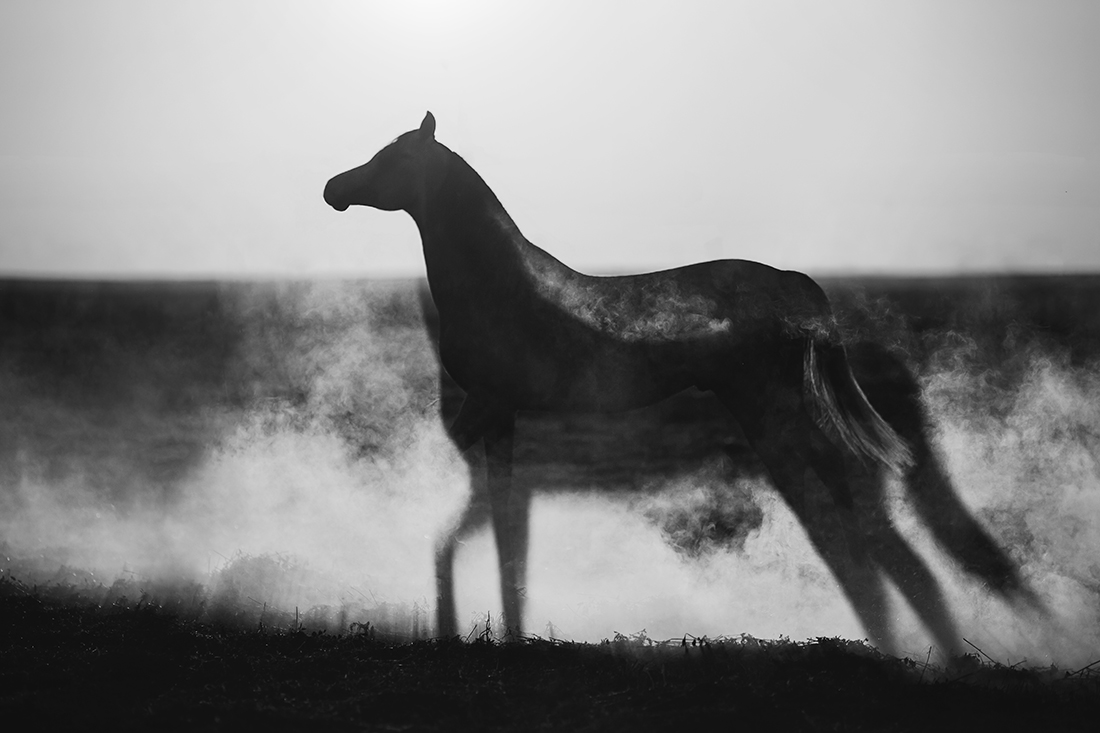 Shadow of the champion