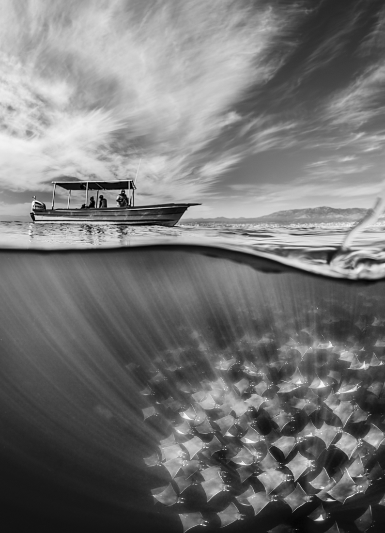 Mobula Migration