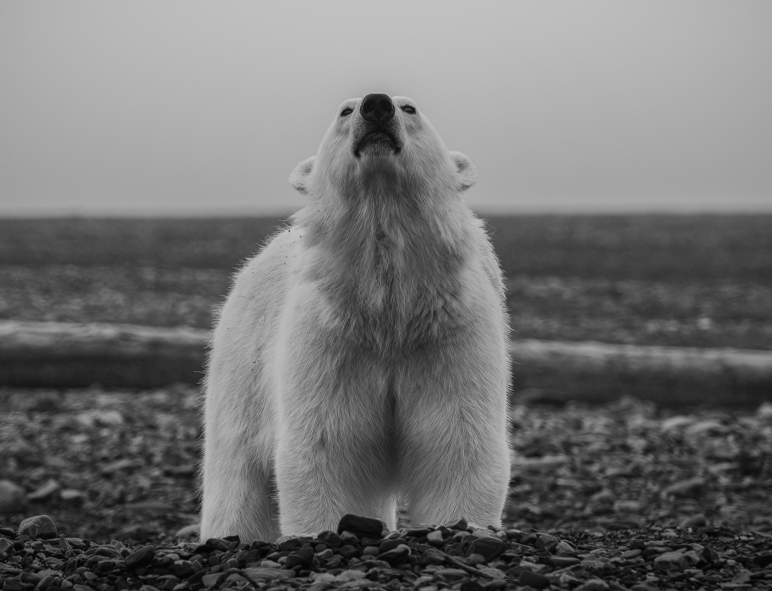 Threat or food?