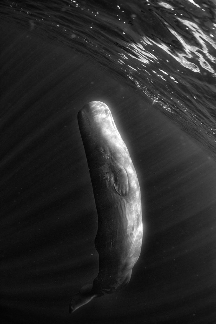 The Azores Giant