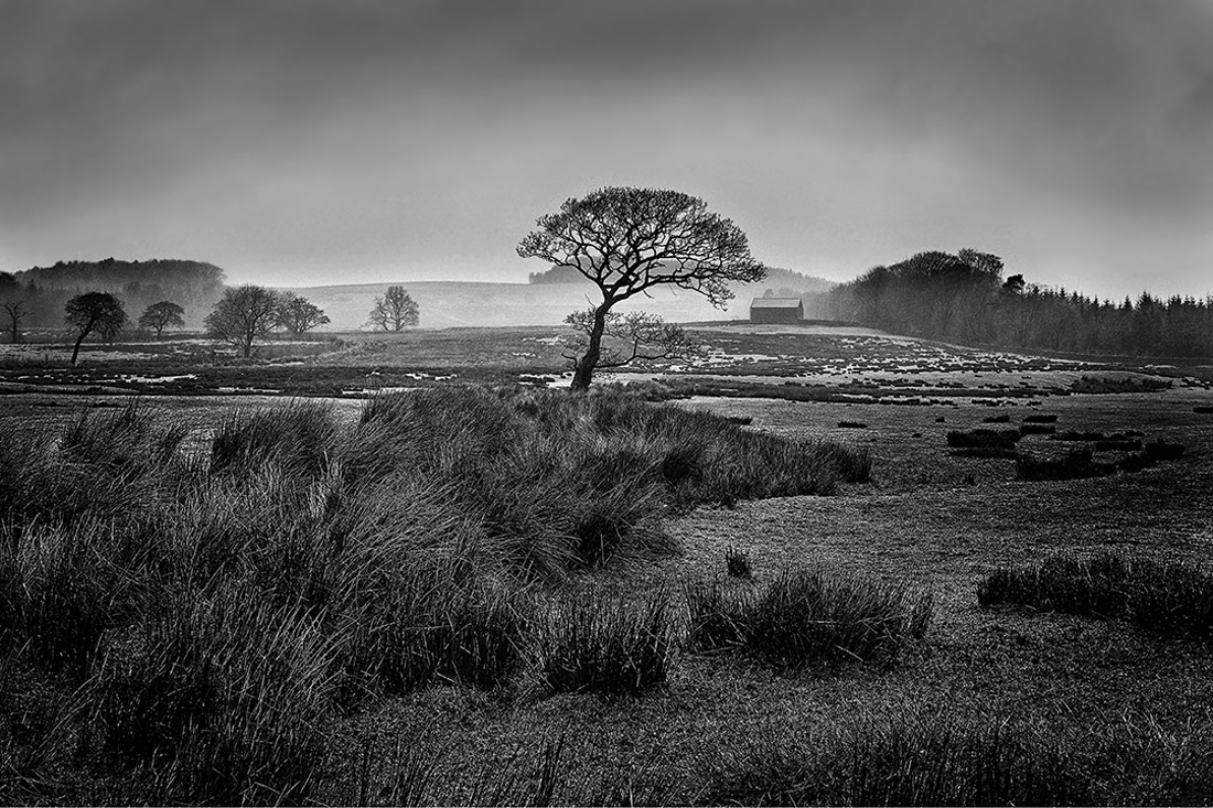Winter Tree at Marshaw