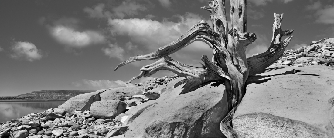 High Desert Statuary