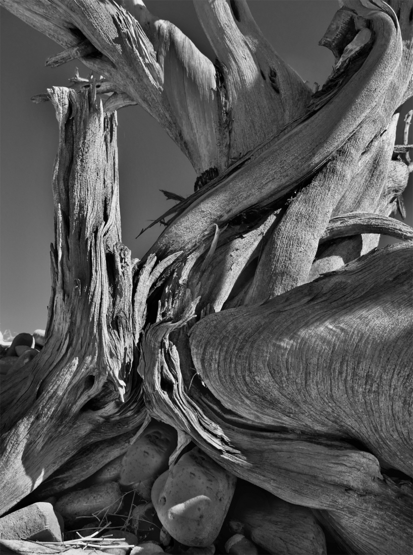 High Desert Statuary