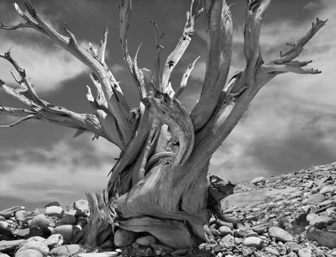 High Desert Statuary
