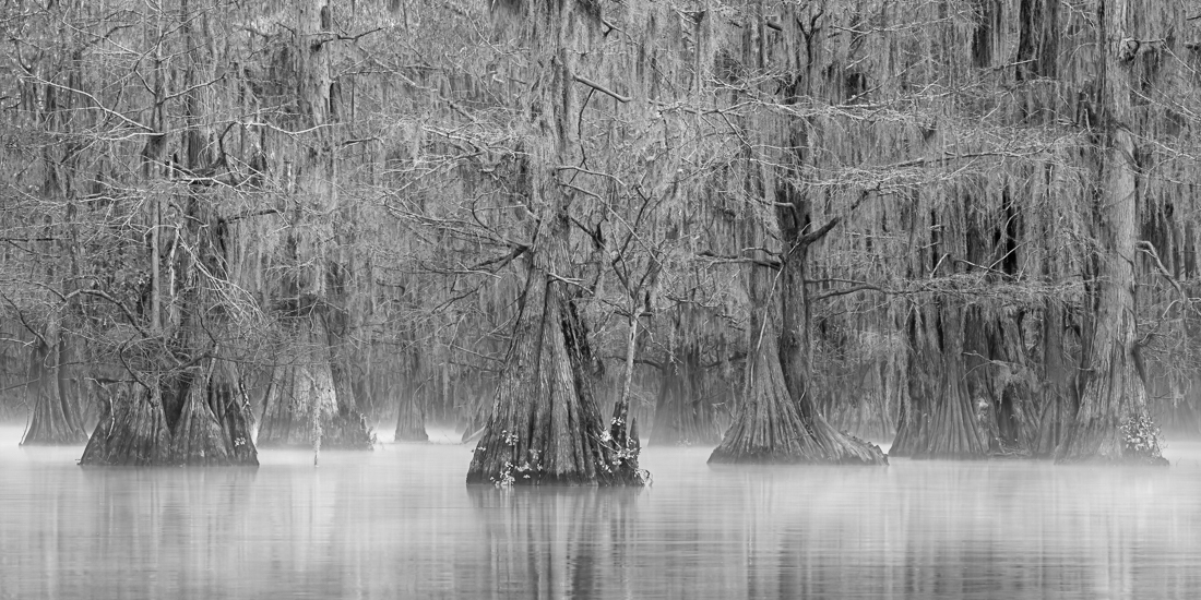 Cypress Swamps