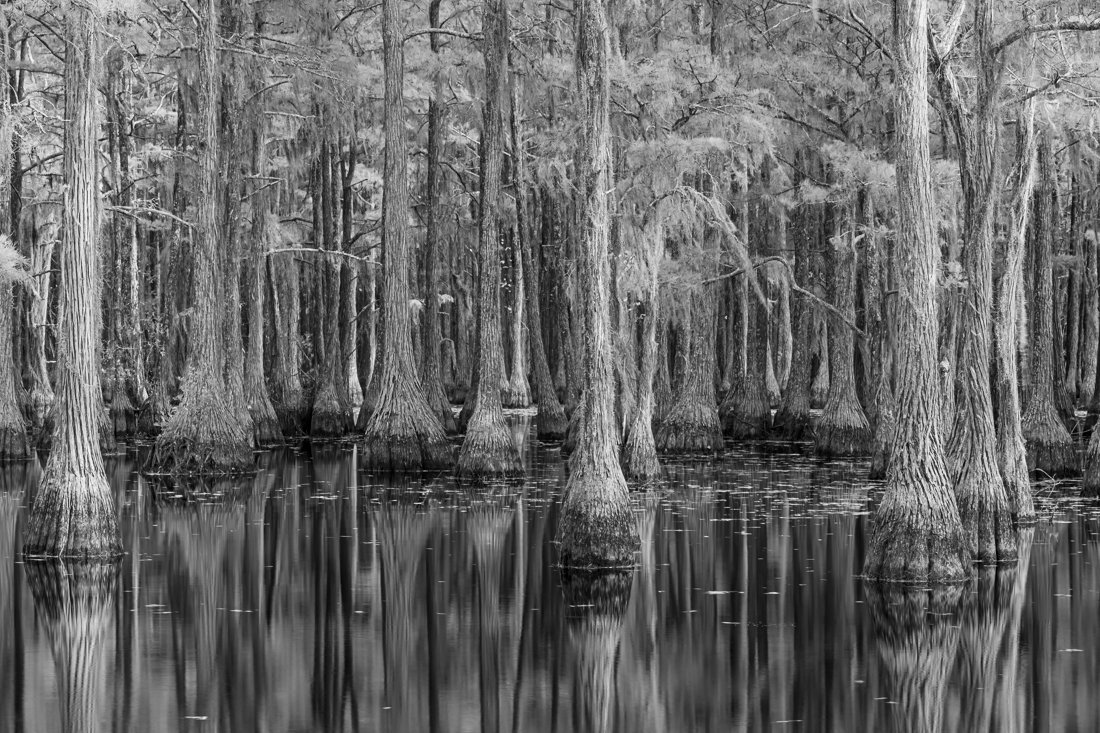 Cypress Swamps