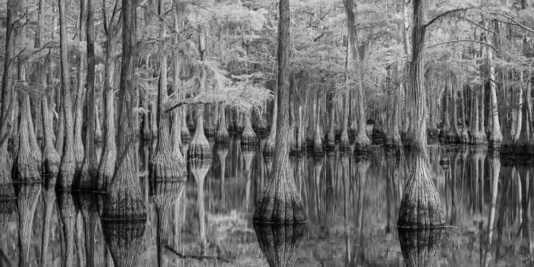 Cypress Swamps