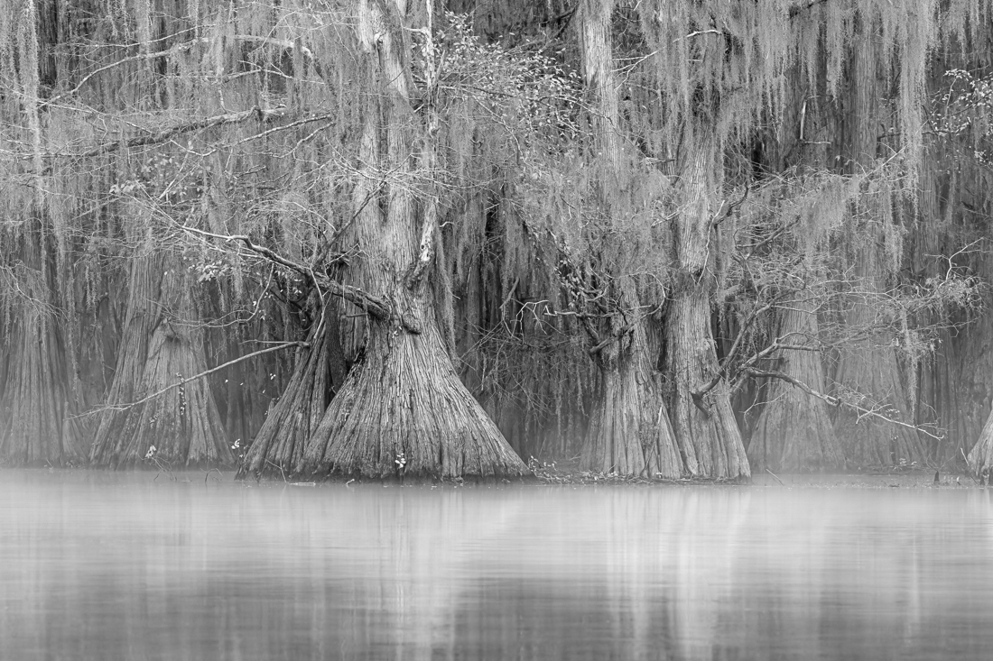Cypress Swamps