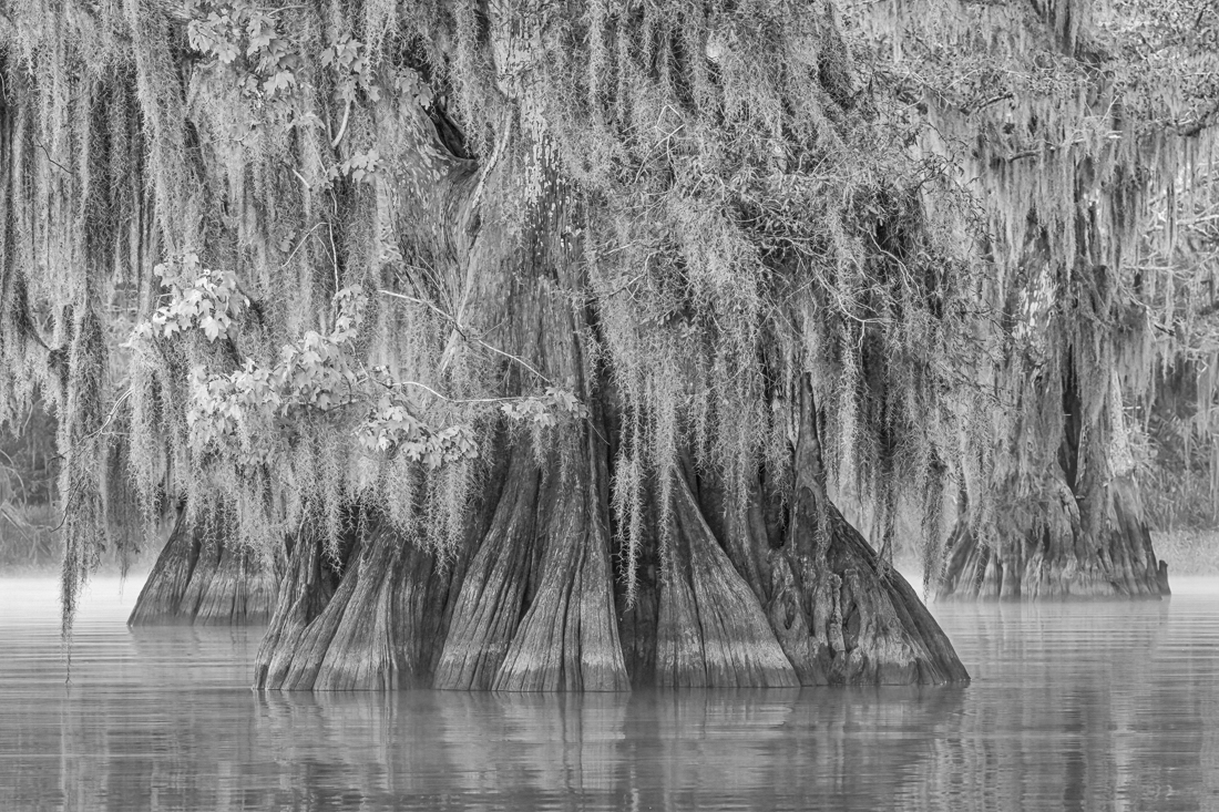 Cypress Swamps
