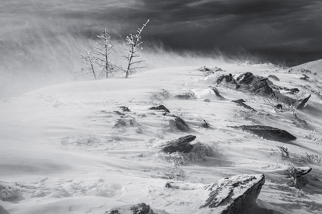 Into the blizzard