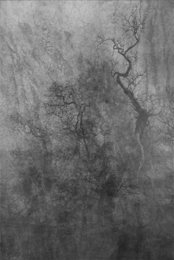 talk to the tree
