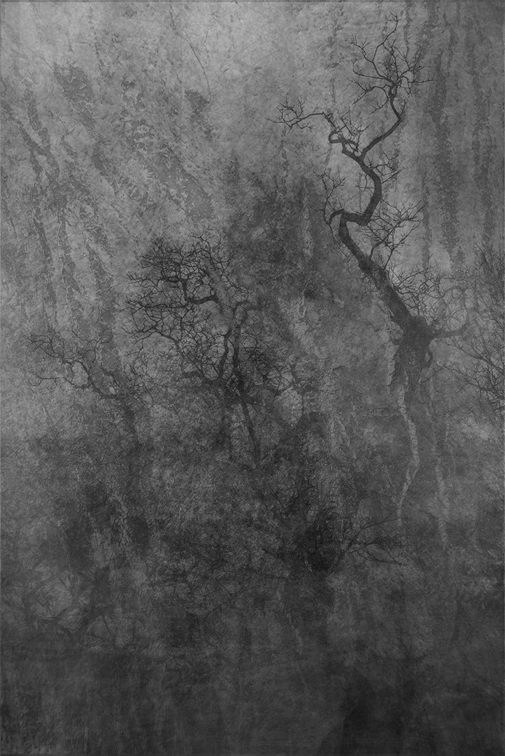 talk to the tree