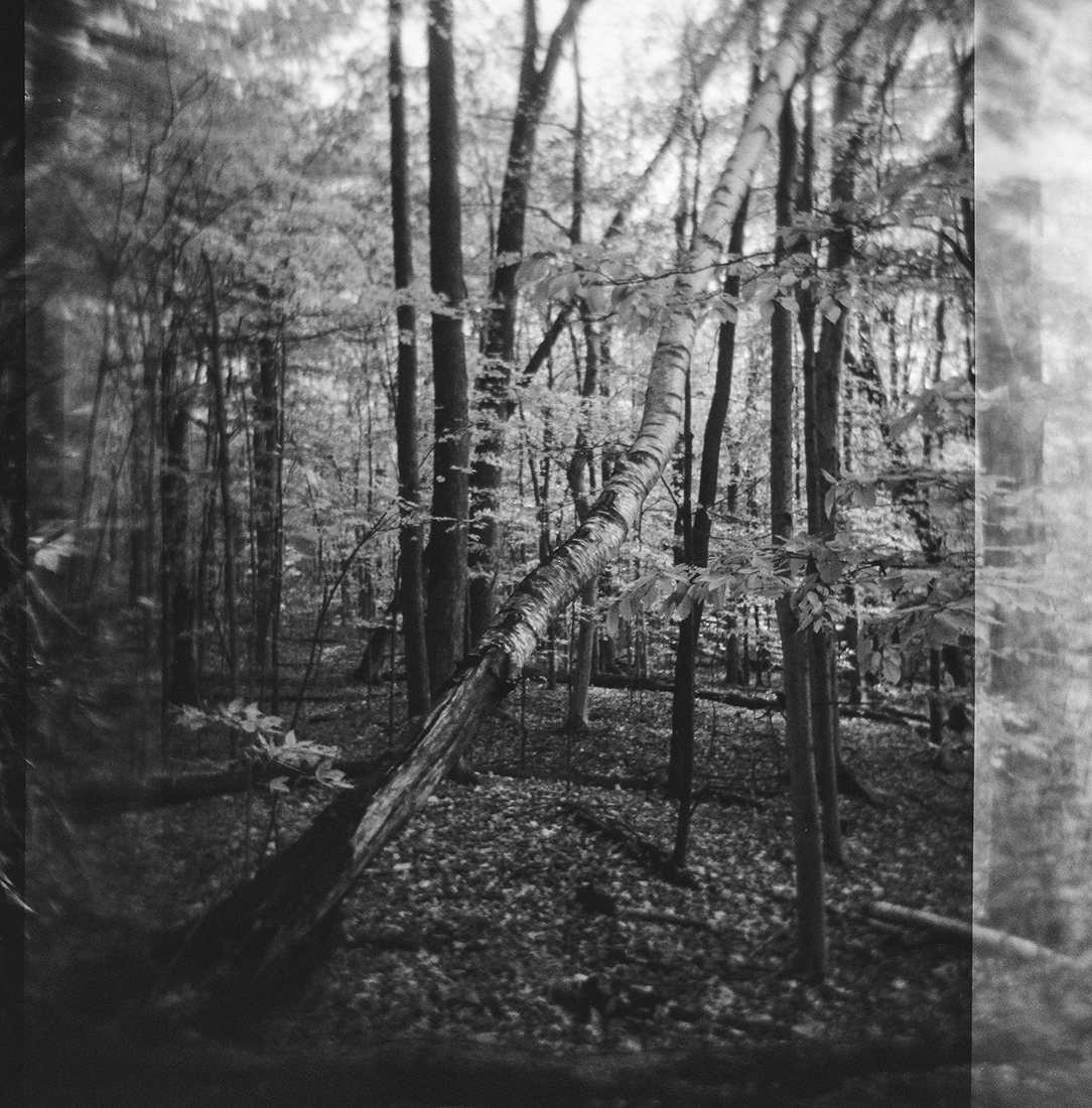 Nature Charcoals